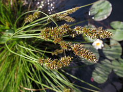 Heleoglochin