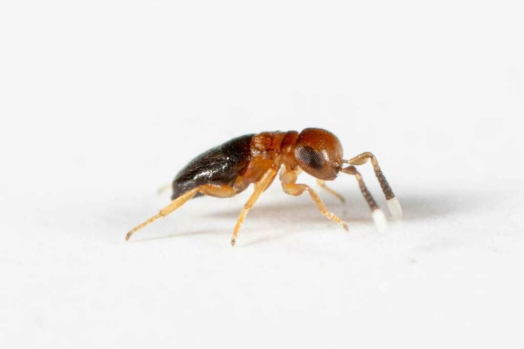 Neodusmetia