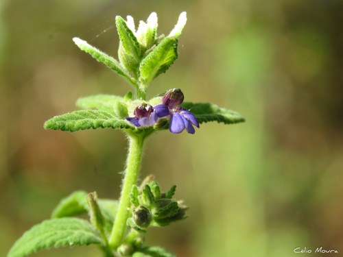 Stemodia foliosa