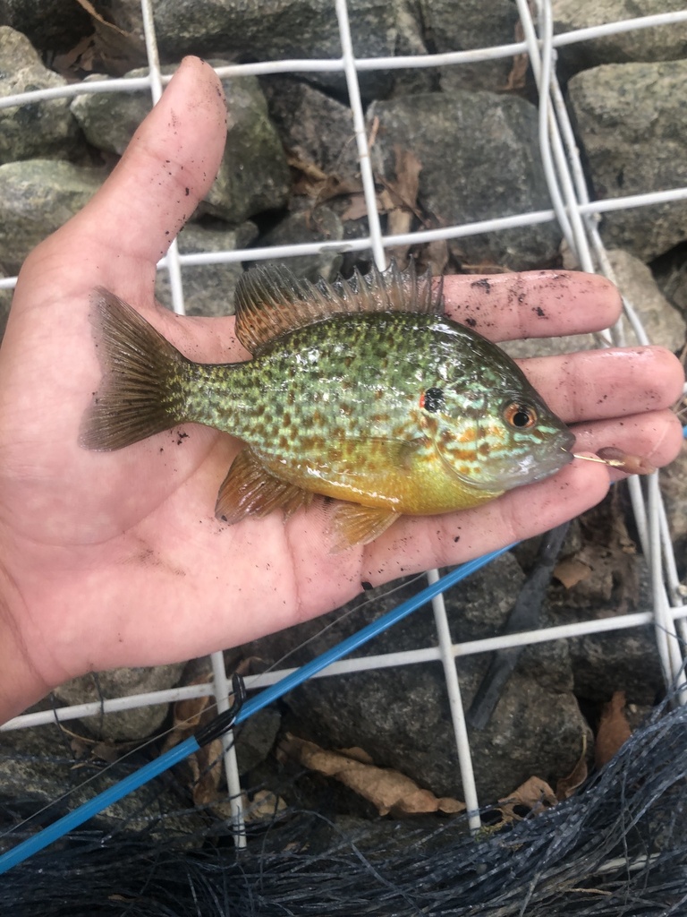Pumpkinseed from Walker Field, King Of Prussia, PA, US on August 21
