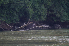 Ardea sumatrana