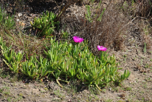 Image of Carpobrotus deliciosus by (c) Tony Rebelo, some rights reserved (CC BY-SA)