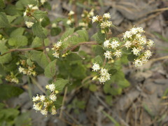 Calea ternifolia