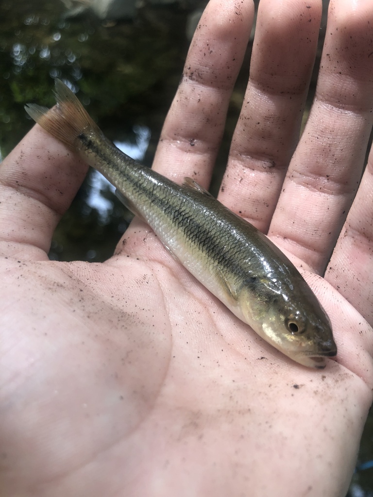 Creek Chub from Walker Field, King Of Prussia, PA, US on August 21