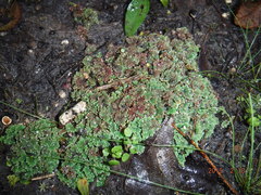 Azolla caroliniana