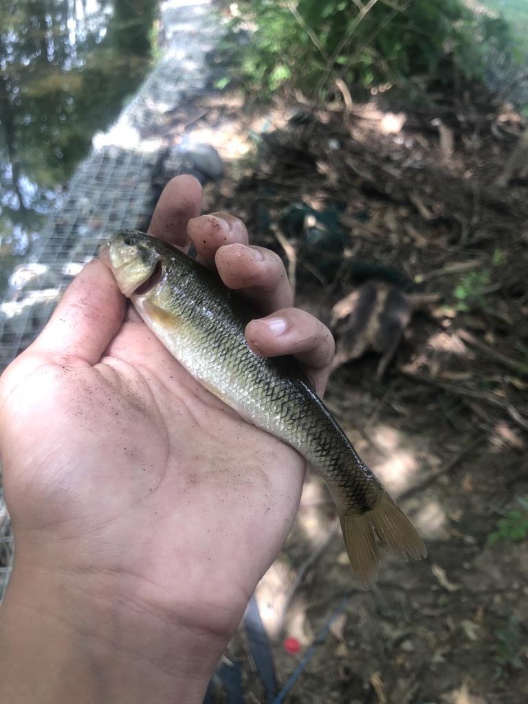 Creek Chub from Walker Field, King Of Prussia, PA, US on August 21