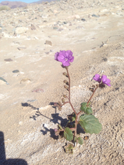 Phacelia calthifolia