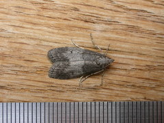 Aphomia baryptera