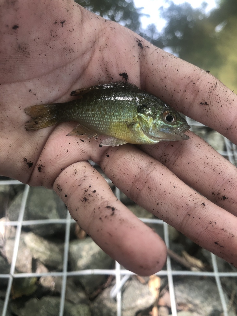 Redbreast Sunfish from Walker Field, King Of Prussia, PA, US on August