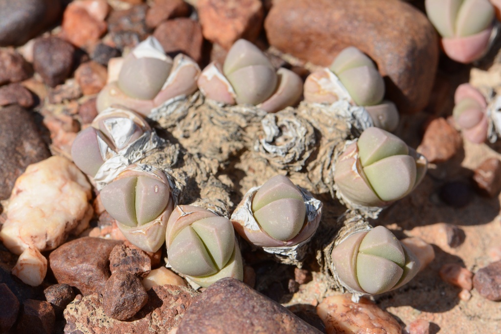 Gibbaeum petrense, Garden Route District Municipality, South Africa