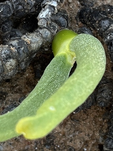 Schwantesia chrysoleuca (Schltr.) L. Bolus 2