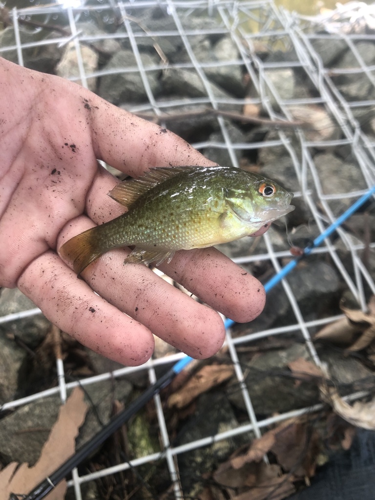 Redbreast Sunfish from Walker Field, King Of Prussia, PA, US on August