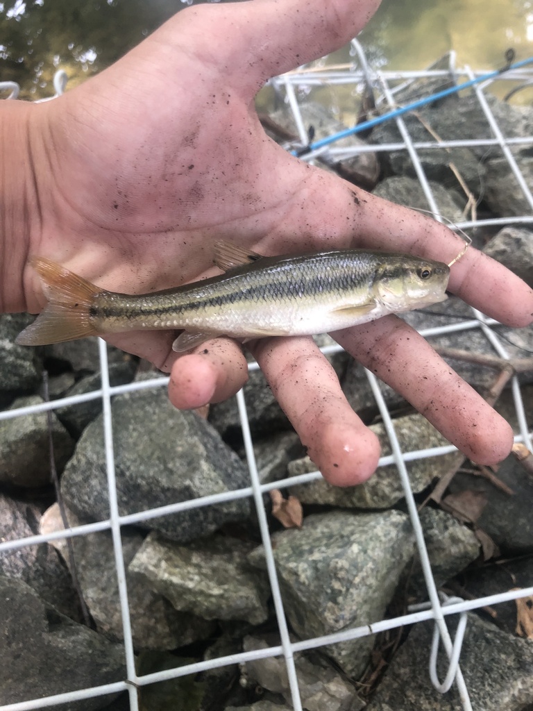 Creek Chub from Walker Field, King Of Prussia, PA, US on August 21