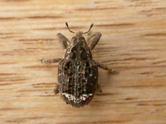 Tepperia sterculiae