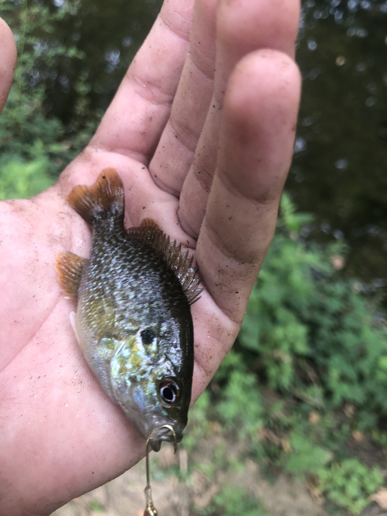 Green Sunfish from Walker Field, King Of Prussia, PA, US on August 21
