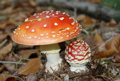 Amanita muscaria