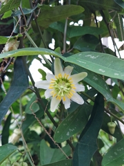 Passiflora biflora image