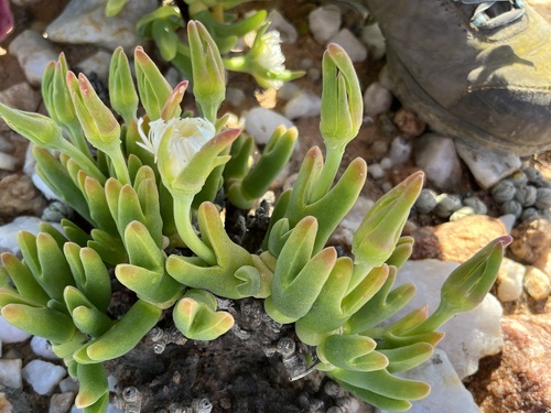 Meyerophytum globosum
