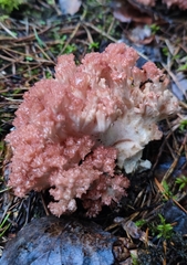 Clavaria botrytis (Ramaria botrytis)