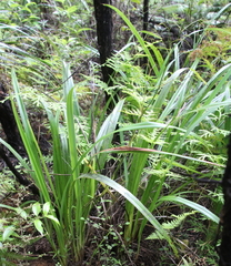 Dianella latissima