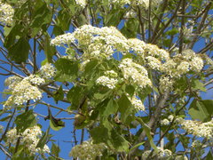 Montanoa tomentosa xanthiifolia