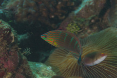 Halichoeres melanurus