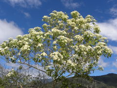 Montanoa tomentosa xanthiifolia