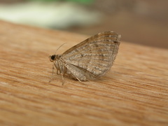 Chrysolarentia subrectaria