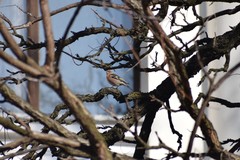 Fringilla coelebs