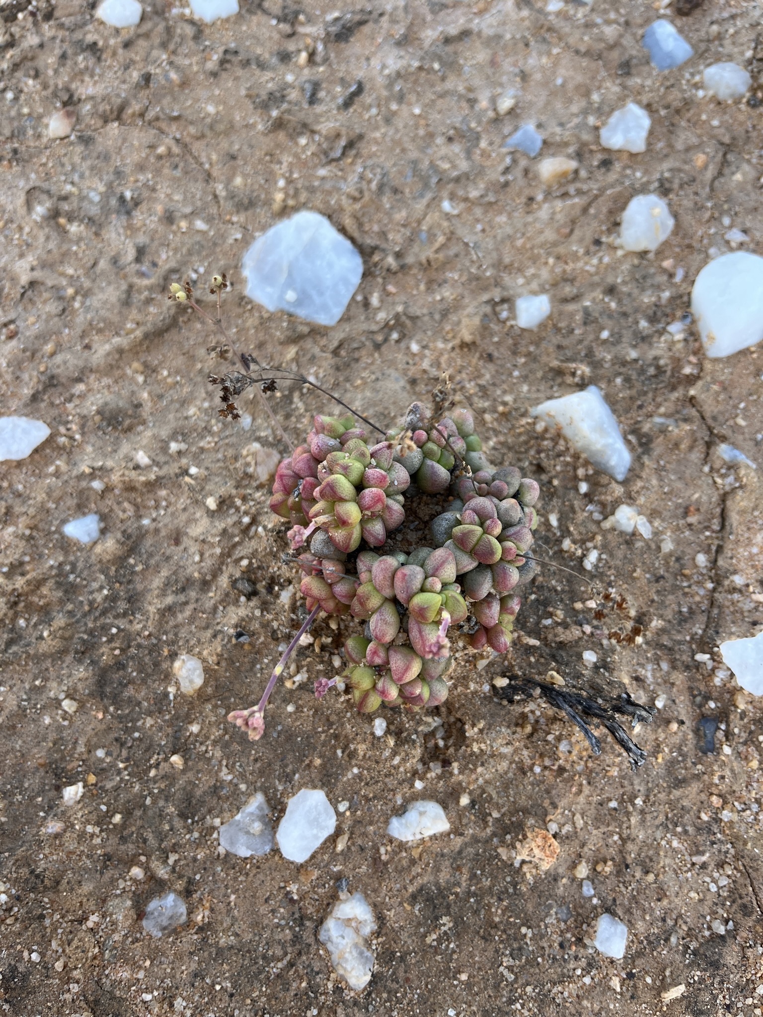 Crassula elegans