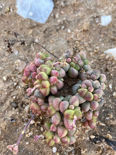 Crassula elegans