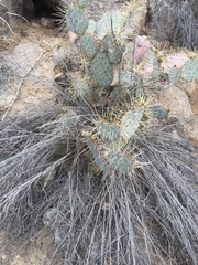 Opuntia gosseliniana