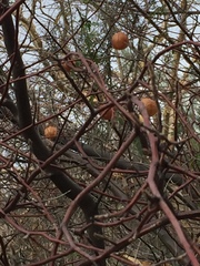 Cardiospermum corindum