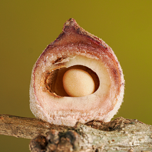 Oak Rough Bulletgall Wasp photo 5