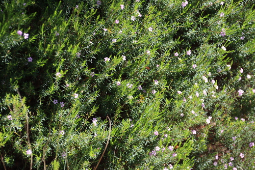 Coleonema pulchellum
