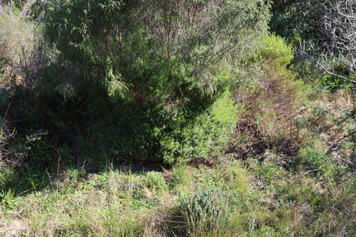Coleonema pulchellum