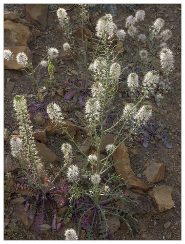 Marble Canyon winged rockcress (Sibara grisea)