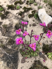 Craterostigma wilmsii