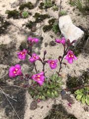 Craterostigma wilmsii