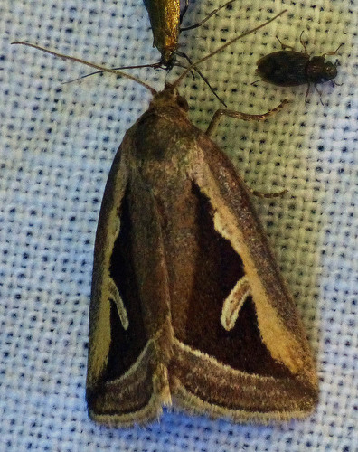 Deltote uncula