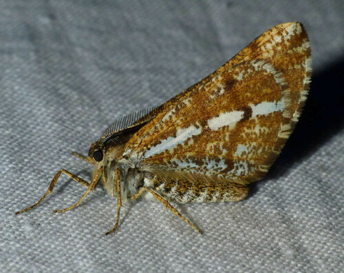 Bupalus piniaria