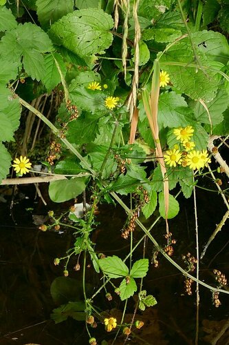 Image of Jacobaea erratica by no rights reserved