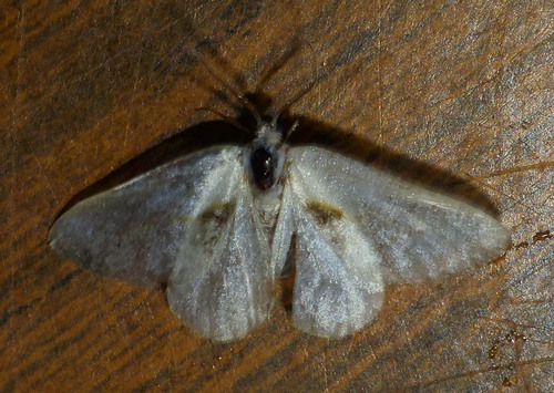 Cilix glaucata