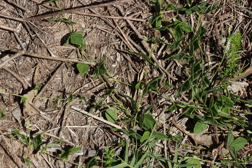 Image of Rhynchosia caribaea by (c) Tony Rebelo, some rights reserved (CC BY-SA)