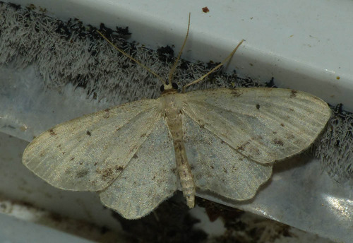 Idaea dimidiata