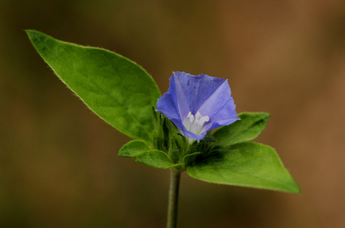 Jacquemontia tamnifolia image