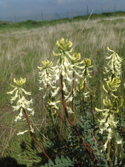 Astragalus oxyphysus