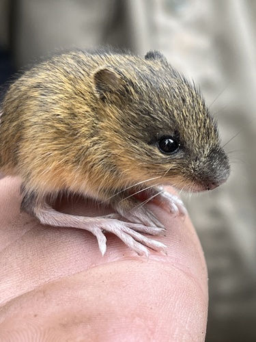 Northern Meadow Jumping Mouse, Algonquin Provincial Park, Nipissing, Unorganized, South Part, ON, CA, photo 6 of 10