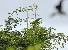 Poicephalus cryptoxanthus