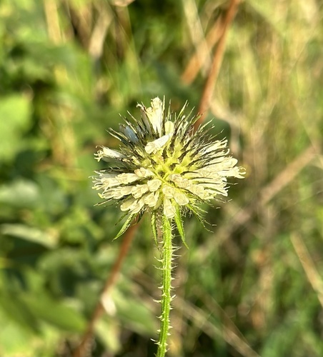 Dipsacus strigosus (Dipsacus strigosus)